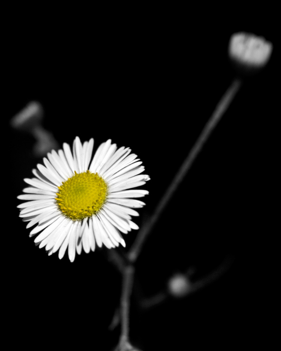 Untitled Flower