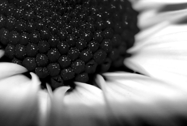 Black Blooded Berries