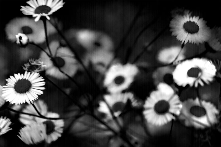 Flowers & Chaos