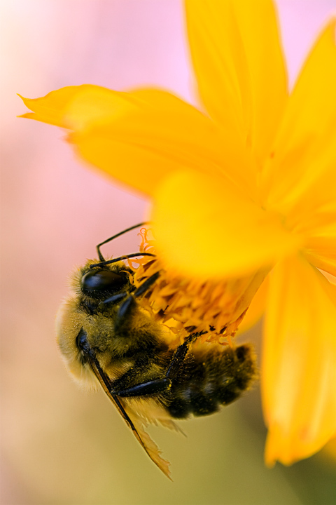Bee 1