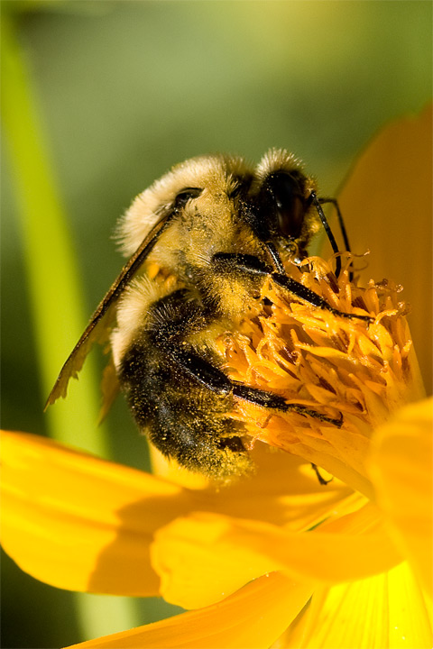 Bee 2