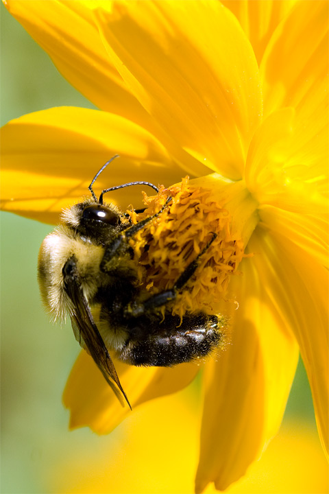 Bee 3