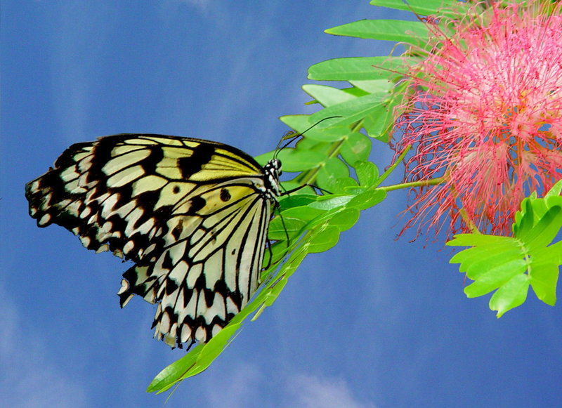 Lacewing blue2sky cropped2.jpg