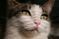 Pet Challenge Day 7.jpg