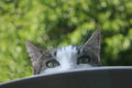 Pet Challenge Day 8.jpg