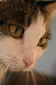 Pet Challenge Day 9.jpg