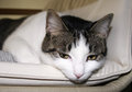 Pet Challenge Day 12.jpg