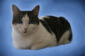 Pet Challenge Day 17.jpg