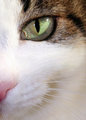 Pet Challenge Day 19.jpg