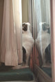 Pet Challenge 081copy.jpg