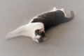 Pet Challenge Day 25.jpg