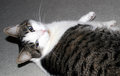 Pet Challenge Day 29.jpg