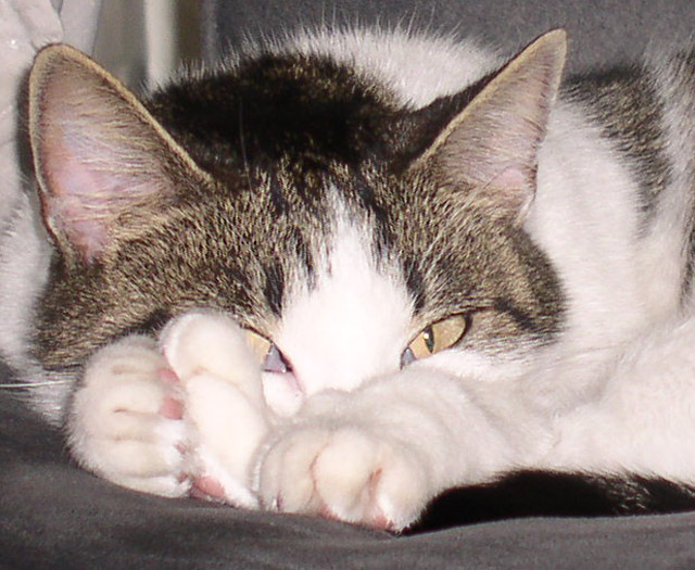 Pet Challenge Day 1.jpg