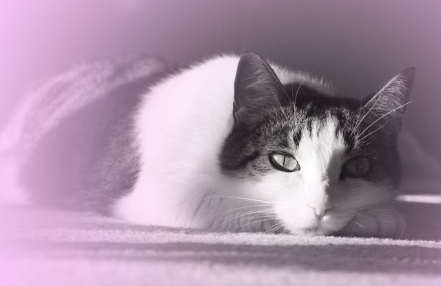Pet Challenge Day 11.jpg