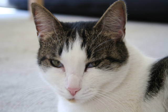 Pet Challenge Day 26.jpg