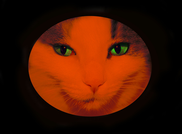 Pet Challenge Day 30.jpg