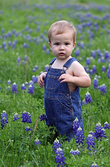 Bluebonnets 1