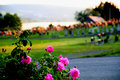 roses-with-cemetary