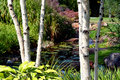 Young-Birches2