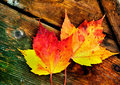 Fall-Maple