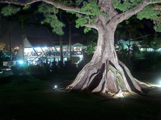 Big Negril Tree.jpg