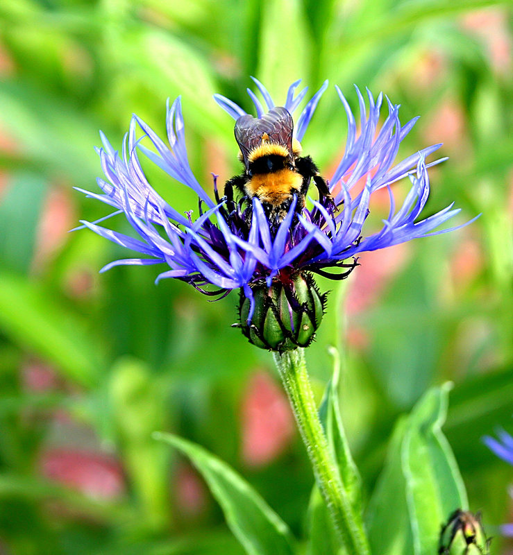 BumbleBee peeking through petals