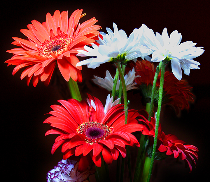 Flowers2