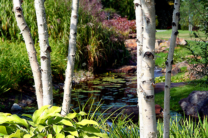 Young-Birches2