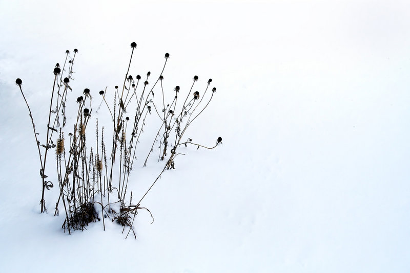 Flowers-that-once-were...