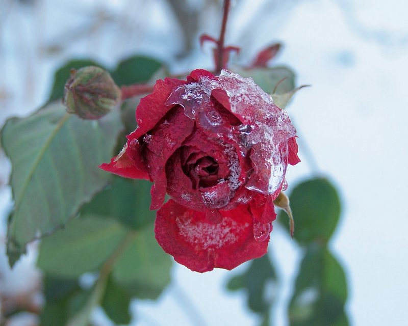 icerose.jpg