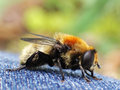 Bumble Bee