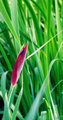 Japanese Iris.jpg
