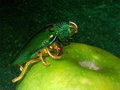 AppleP0982.jpg