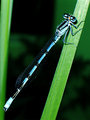 bottle-fly1322.jpg