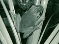 Tritone-Frog.jpg