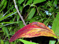 One-turned-Leaf.jpg