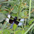 PICT0450-dragon.jpg