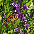 Monarch