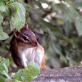 chipmunk