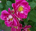 baffin-roses0785.jpg