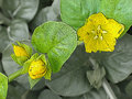 Moneywort