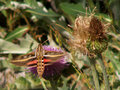 Hummingbird Moth