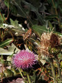 Hummingbird Moth 2
