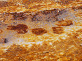 Elk Tracks