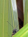 Monarch