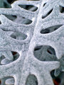 dusty-miller-1-1823.jpg