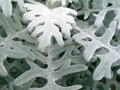 dusty-miller-3-1821.jpg