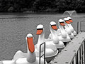 Swans