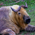 Takin