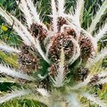 Everets' Thistle